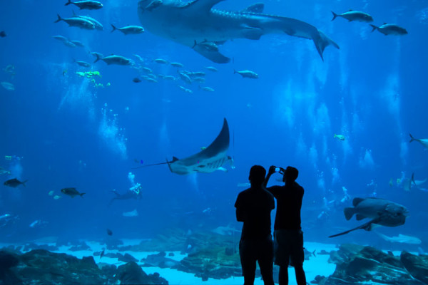 L’Acquario di Cattolica, l’attività per tutta la famiglia